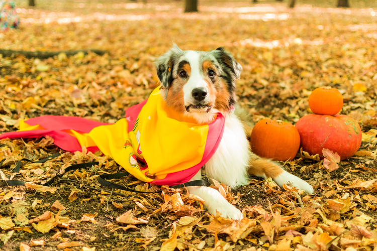 A Spanish dog, wearing Spain's flag and sitting among fall leaves