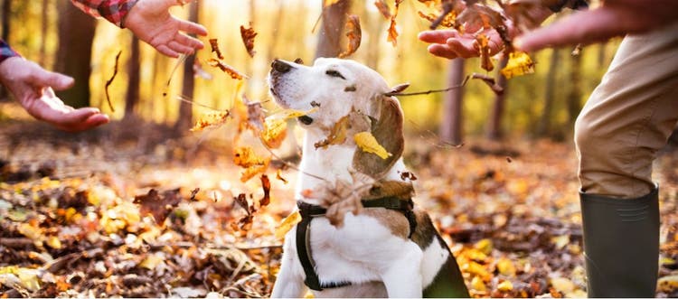A dog playing in the leaves with his owners.