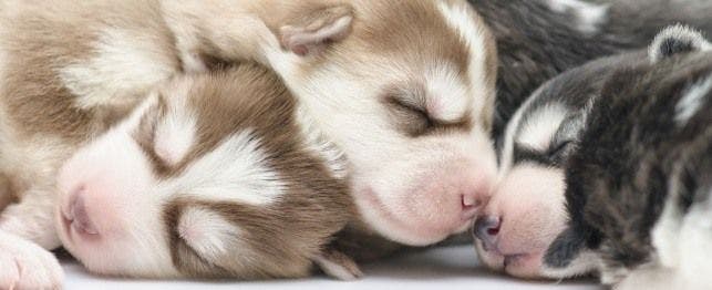 newborn puppies