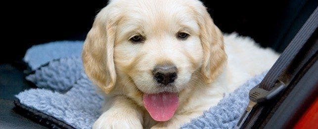 taking your puppy home