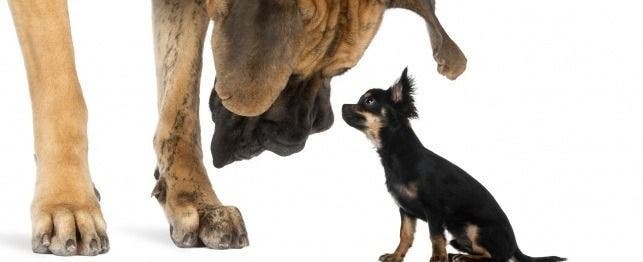 do small dogs live longer than large dogs