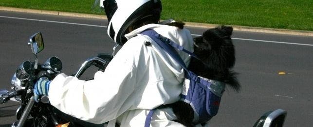 biker dog names