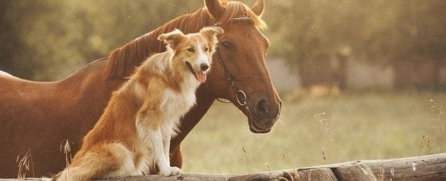 country dog names