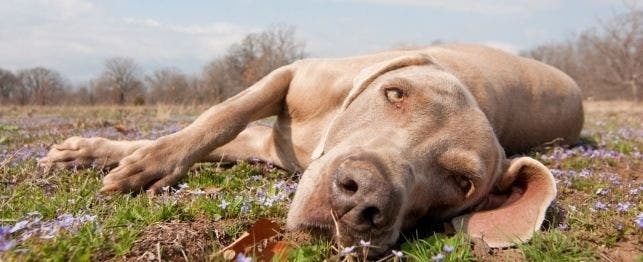 names for lazy dogs