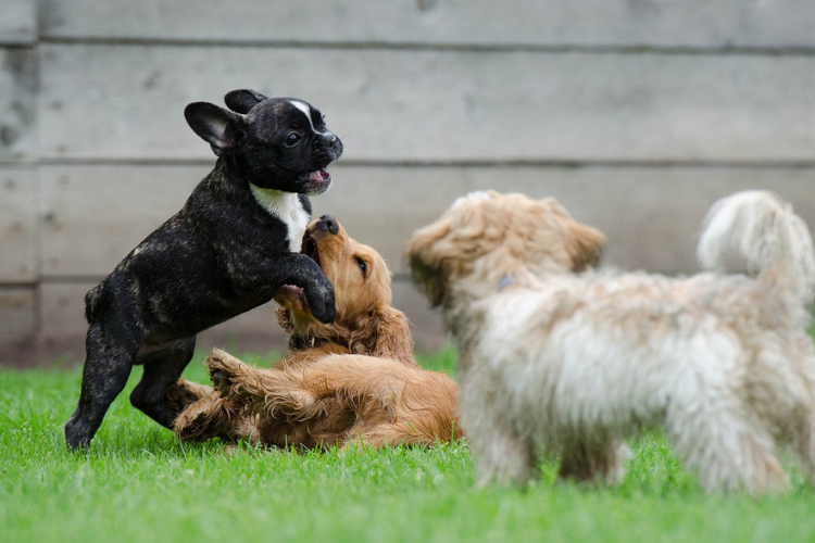 two puppies playing together while another watches