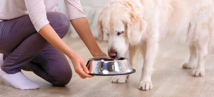 A dog gets a bowl of subscription food.