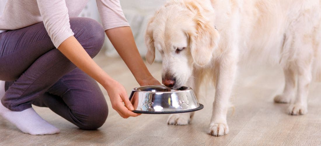 Subscription Dog Food Is It Worth It? PetPlace