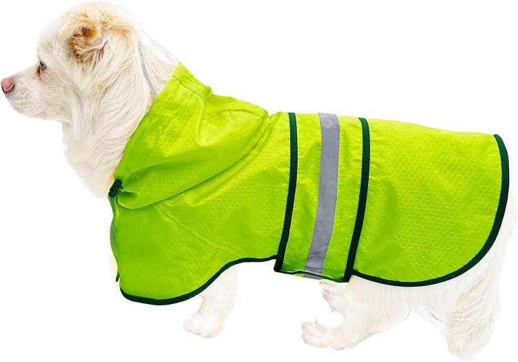 A dog wearing a green jacket AI-generated content may be incorrect.