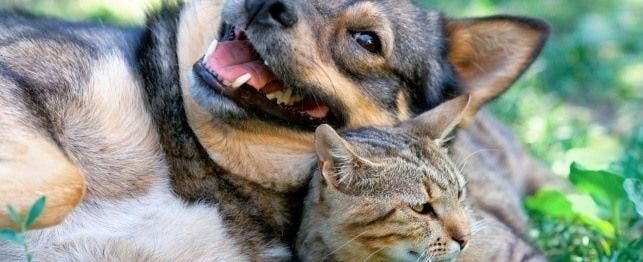dog vs cat
