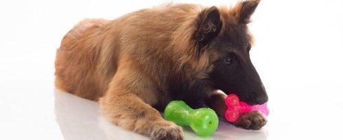 What to Expect from Your 6 month old Puppy PetPlace