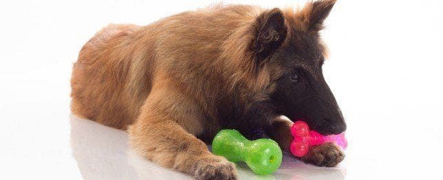 What to Expect from Your 6 month old Puppy PetPlace