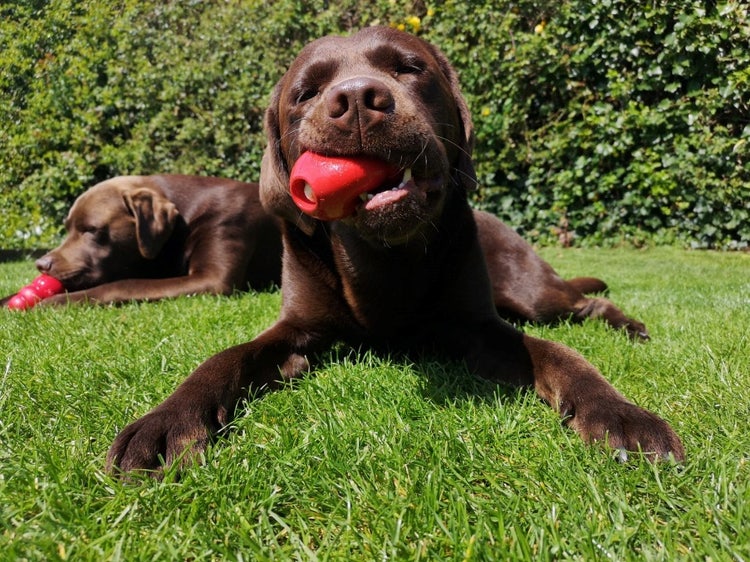A brown dog lying on grass with a red object in its mouth Description automatically generated