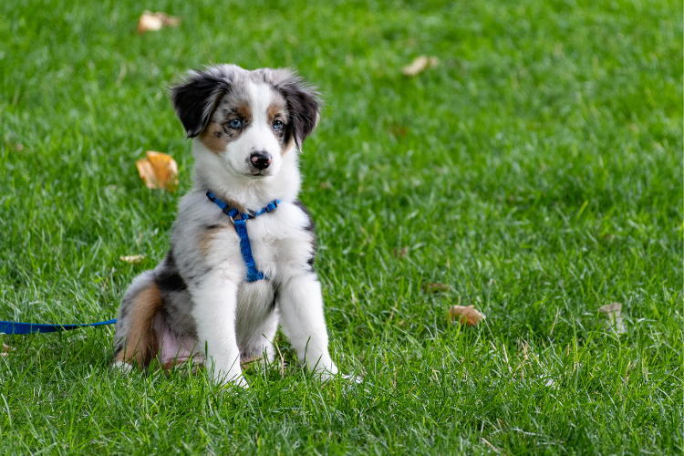 An Australian Labrador puppy on a leash sitting in the park