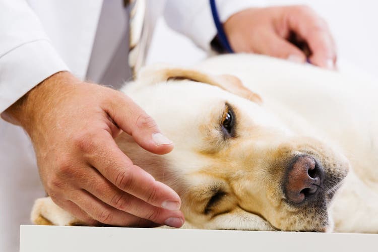 pet death and kids