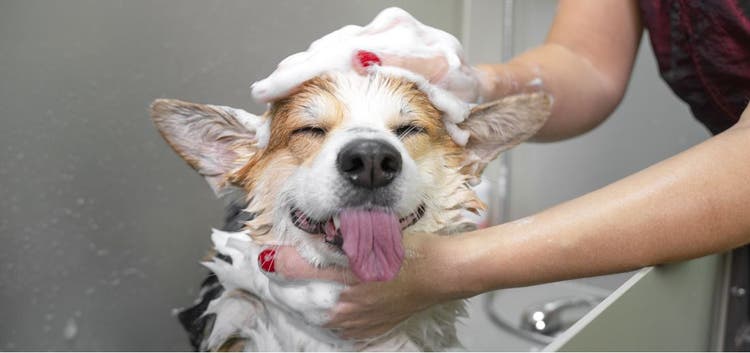 A happy dog takes a sudsy bath.