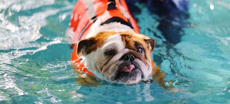 Check out summer-inspired dog names for pups who love to swim.