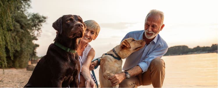 These are the best dog breeds for senior citizens.