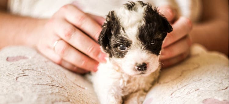 A tiny black-and-white puppy.