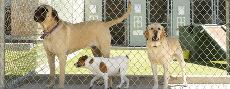 3 dogs in a boarding facility.