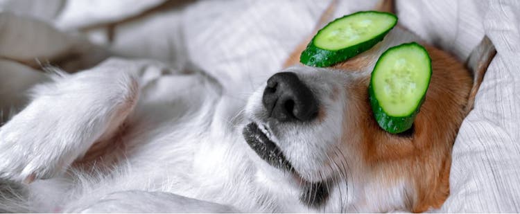 A dog resting with cucumbers on its eyes.