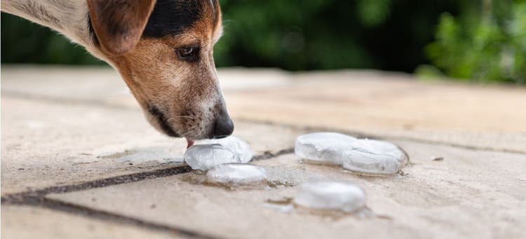 A Jack Russell Terrier licking an ice cube.