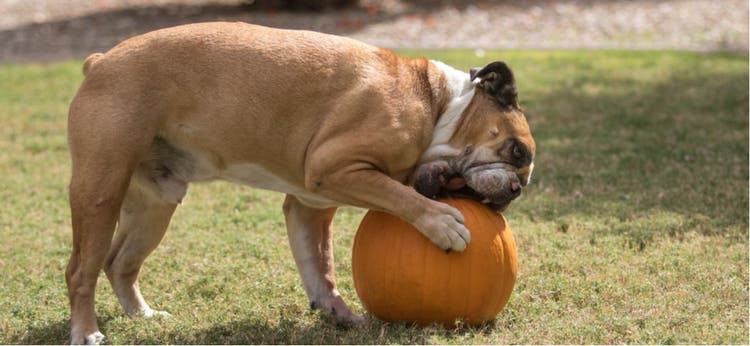 A bulldog tries to eat a whole pumpkin.