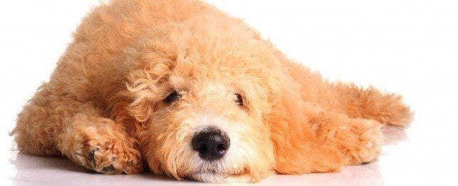 diseases and conditions of goldendoodles