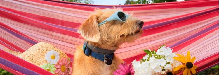 A dog relaxes in a pair of protective glasses.