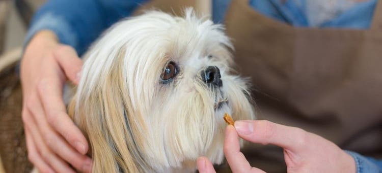 Vitamins can improve your dog's health, but be sure to check with your vet first.