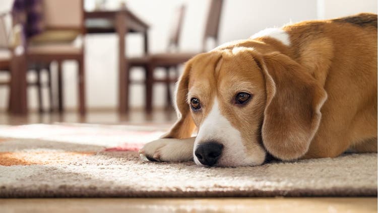 A sick-looking dog lies down on a rug.
