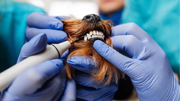 A veterinary dentist cleans a dog's teeth.