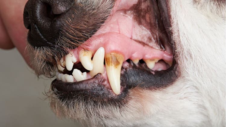 A close-up of a dog's discolored tooth.