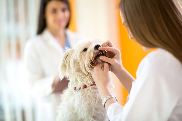 tooth root abscesses in dogs