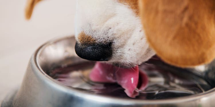 A beagle puppy drinking water.