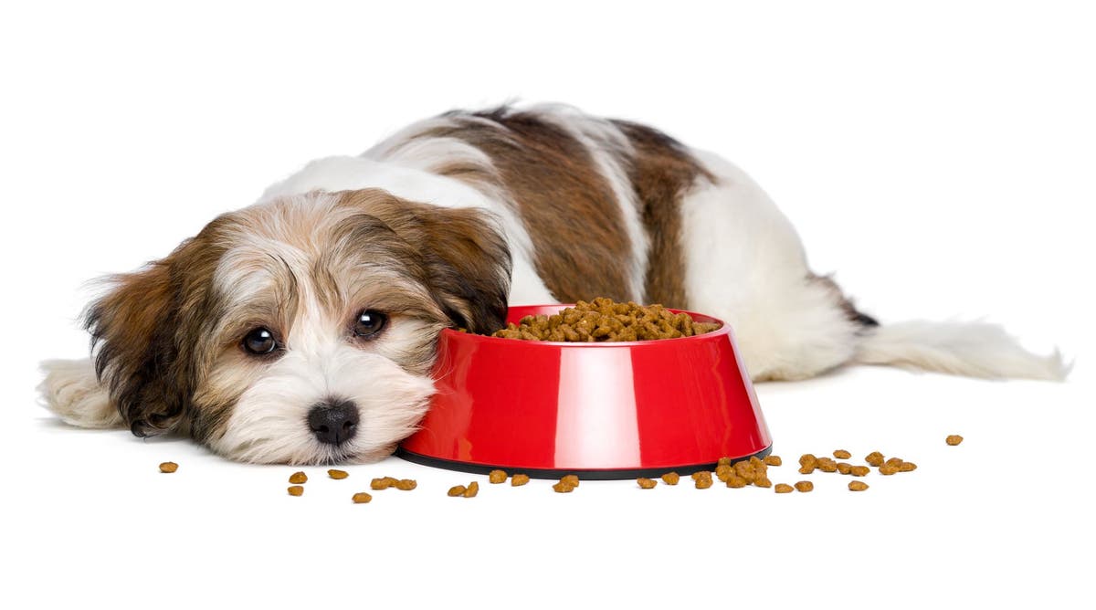 Home Care for the Dog that Won t Eat PetPlace