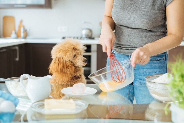 can dogs eat eggs