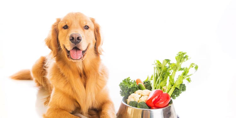 Dog and Vegetables