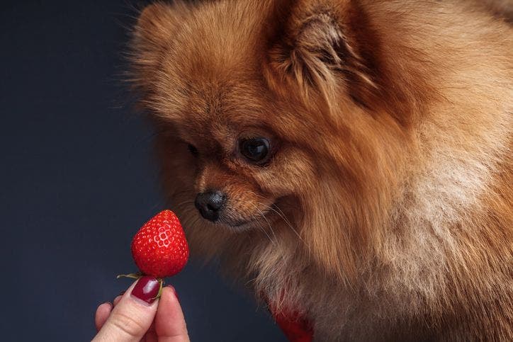 can dogs eat strawberries