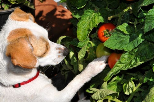 Is it bad for dogs to eat clearance tomatoes