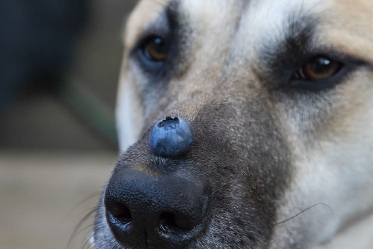 can dogs eat blueberries