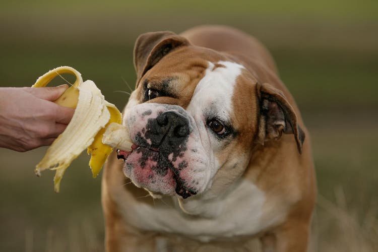 can dogs eat bananas