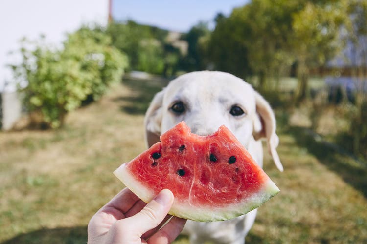 can dogs eat watermelon