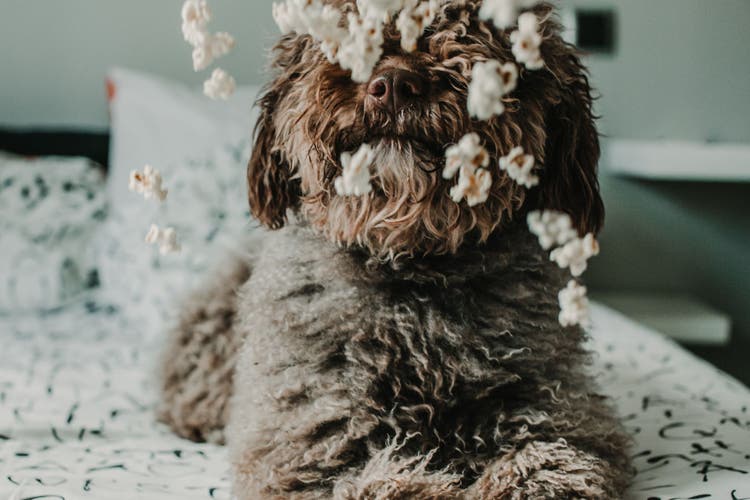 can dogs eat popcorn