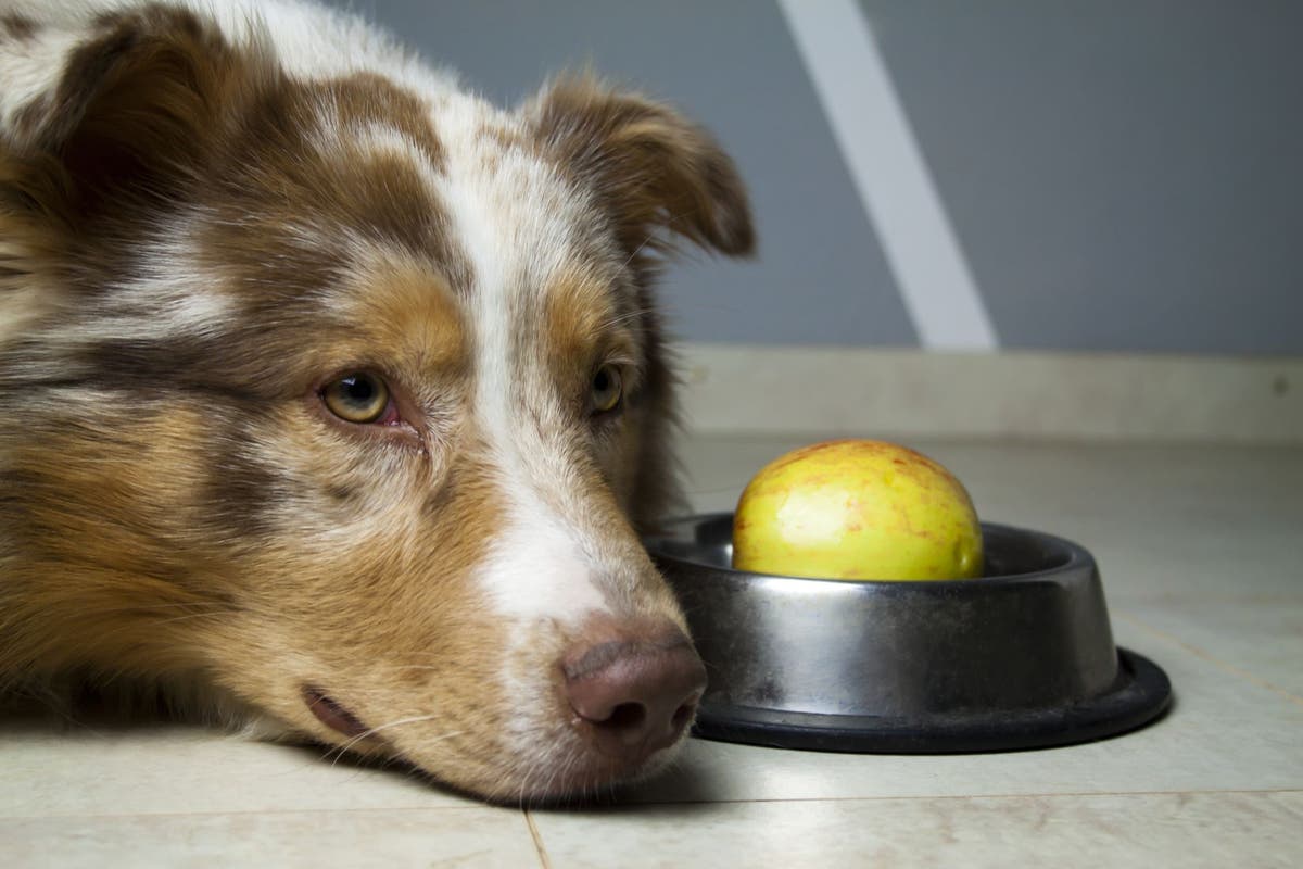 Can Dogs Be Vegetarian?