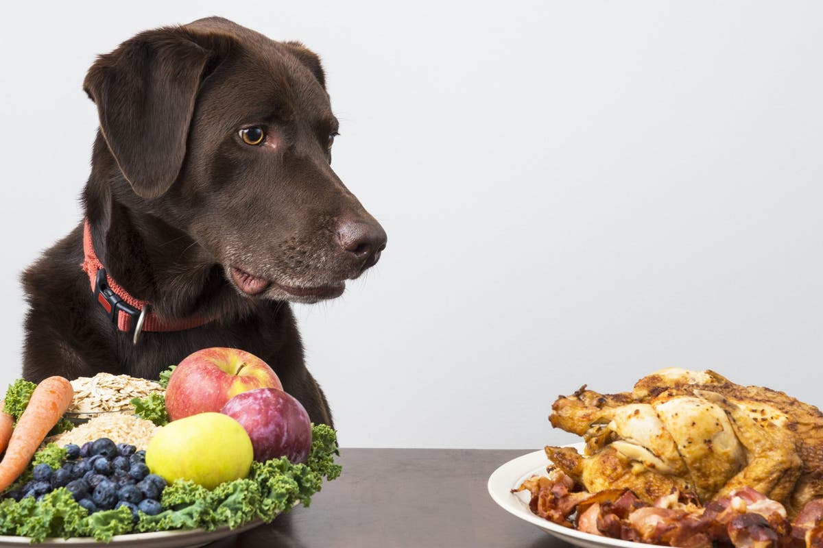 Is Vegan Dog Food Safe for Your Pet?