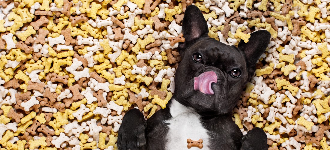 dog eating snacks