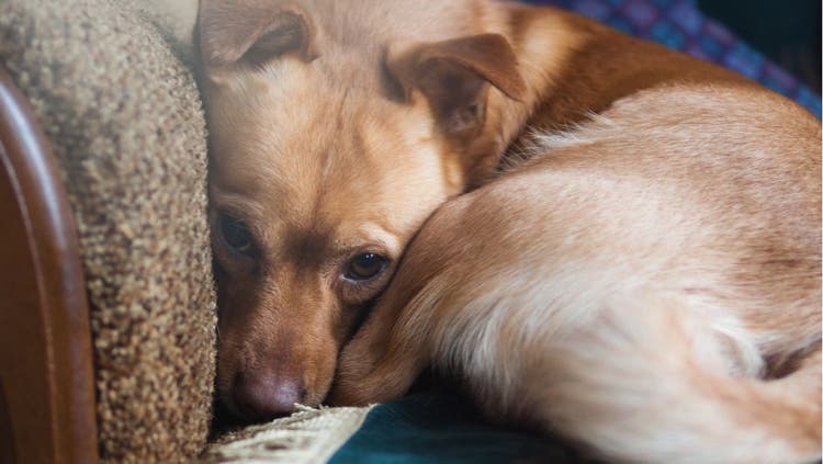 An anxious dog curled into a ball.