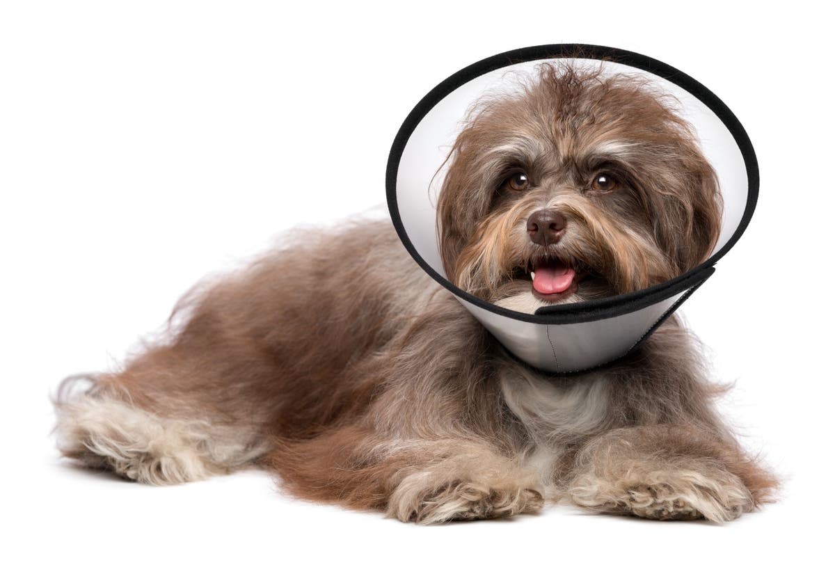 Dog depressed after sales neuter