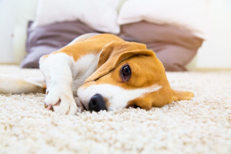 Sebaceous Adenoma in Dogs