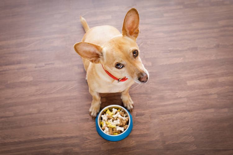 how to switch your dog's food